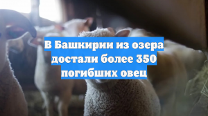 В Башкирии из озера достали более 350 погибших овец