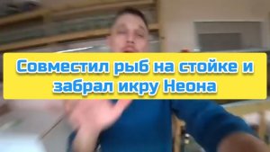 Совместил рыб на стойке и забрал икру Неона
