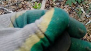 Голова Ленина и дятлы-Коп 12.06.2021. Поиск с металлоискателем #поискмонет #монеты #equinox900