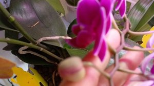 Большой обзор всех моих растений! Новая глоксиния расцвела, новые цветоносы у орхидей! 😍🙏