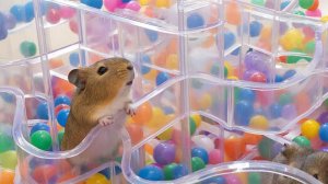 РАЗВЛЕКАТЕЛЬНОЕ ВИДЕО ДЛЯ ДЕТЕЙ | ШАРИКИ