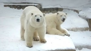 Медвежата Белка и Стрелка мирно вместе играют и ссориться не собираются.