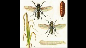 О вредителях лука