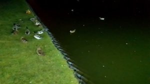 Ночные утки