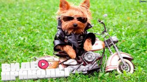 ВИДЕОПРИКОЛЫ \ КРУТЫЕ ПРИКОЛЫ 2025 \ НОВЫЕ ПРИКОЛЫ \ СМЕШНЫЕ ПРИКОЛЫ 2025 ЮМОР