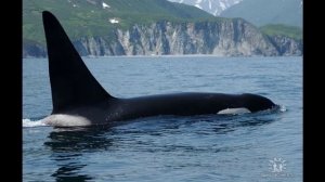 Влюбиться навечно