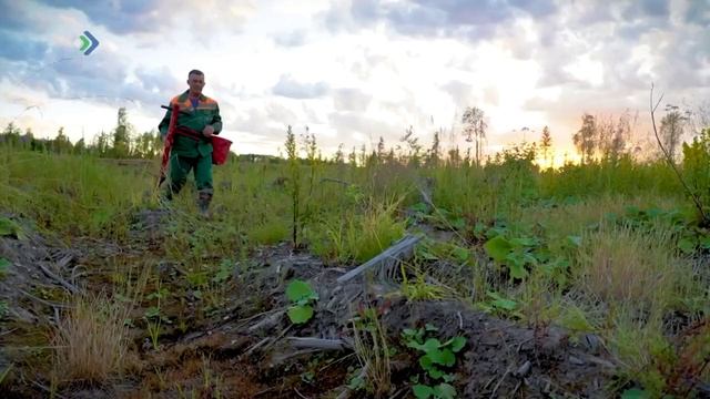 Лес для меня, Это жизнь...