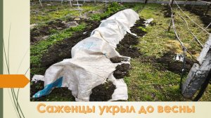 Даже в Краснодарском крае приходится укрывать виноград на зиму.  Декабрь 2025