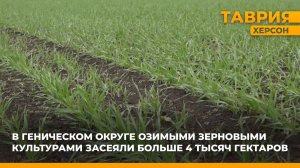 В Геническом округе озимыми зерновыми культурами засеяли больше 4 тысяч гектаров