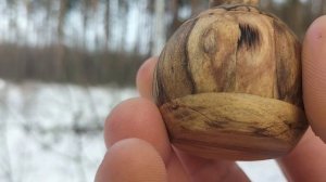 Шкатулка в декабрьском лесу на сосне с дуплом