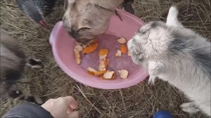 День короче и короче...