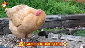 Куры Бафф Орпингтон ласковые золотые несушки❣️🤗😂 (148)