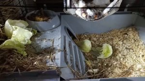 Почему морская свинка называется морской свинкой