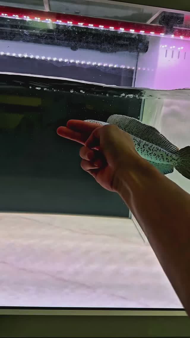 Злобный Змееголов Барку в аквариуме смотреть онлайн