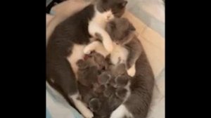 Тема семьи в английском языке сквозь призму музыки