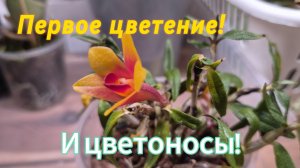 Цветоносы,цветоносы!Часть 2!