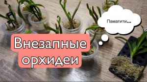 Приятный сюрприз в виде молодых орхидей