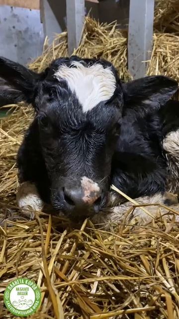 Сегодня у нас случилось долгожданное и тёплое пополнение — корова Харита родила маленькую тёлочку.