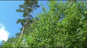 Какая польза от осины?