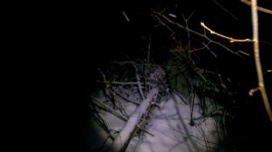 Охота на Куницу! Проверка капканов. Обход путика.