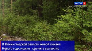 "Ёлка в каждый дом": в Ленобласти живой символ Нового года можно получить бесплатно