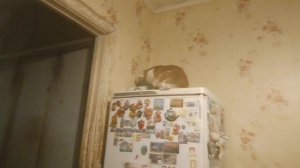 ВИДЕО ПРО ВАСЬКУ