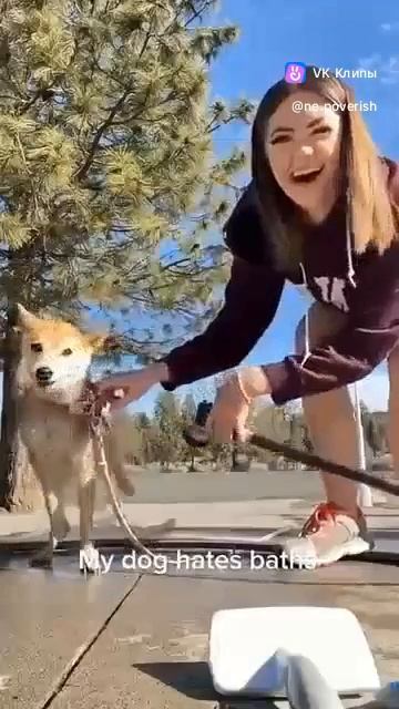 Приколы с животными