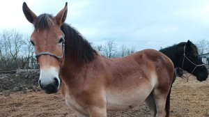 Лошади осенью.