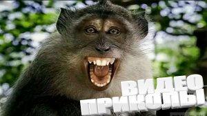 ВИДЕОПРИКОЛЫ \ КРУТЫЕ ПРИКОЛЫ 2025 \ НОВЫЕ ПРИКОЛЫ \ СМЕШНЫЕ ПРИКОЛЫ 2025 ЮМОР