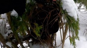 Охота капканами на куницу. Проверка малого путика.