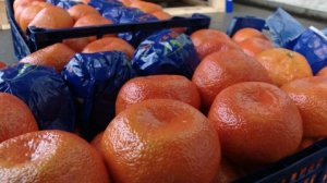 Из Абхазии в Россию с октября экспортировали почти 20 тыс. тонн мандаринов