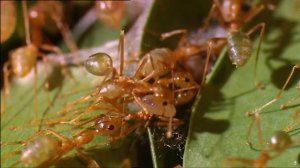 Животные, подобные нам. Сети. ПЕРЕВОД. док.фильм