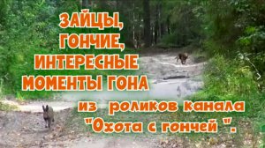 ЗАЙЦЫ, ГОНЧИЕ, ИНТЕРЕСНЫЕ МОМЕНТЫ ГОНА из  роликов канала "Охота с гончей ". #охота #топ #hunting