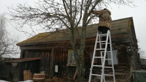 Яблоню спилить жалко и оставлять нет смысла