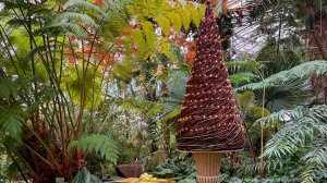 Финиковая пальма вместо елки. В ботаническом саду Санкт-Петербурга готовятся к Новому году