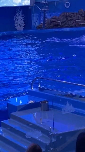 Океанариум на острове Русский, Приморье/Oceanarium on Russky Island, Primorye, 2020, part 11