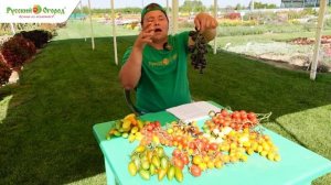 Обзор миниатюрных томатов.