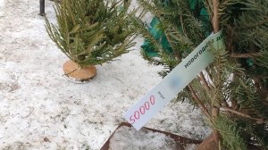 В Саратове продают новогодние деревья за 50 тысяч рублей
