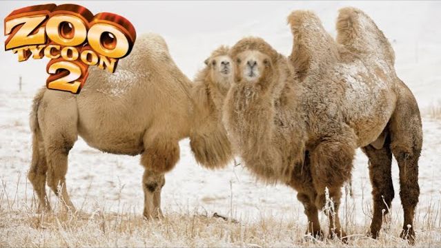 Bactrian Camel Exhibit Speed Build - Zoo Tycoon 2 (360p)