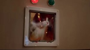 Кошачий Новый  Год