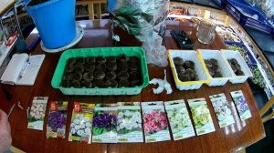 Посадка эустомы в торфяные таблетки