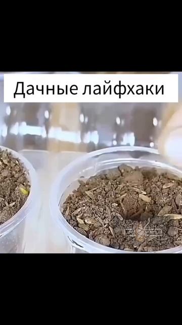 Лайфхаки с рассадой смотреть онлайн