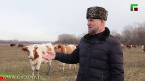 Своя ферма. Эфир от 17.12.2025. Фермер Сайд-Магомед Багаев