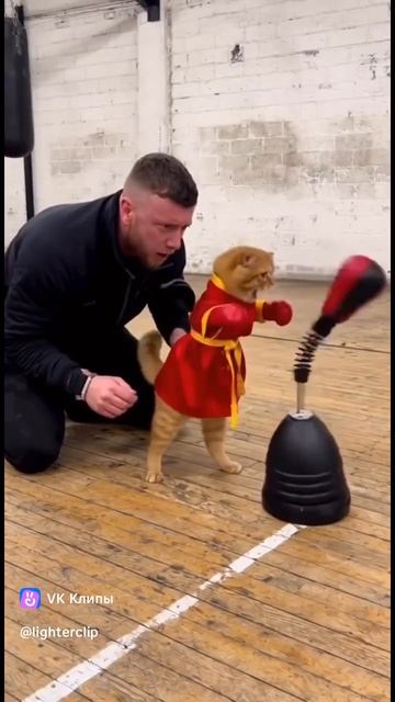 Приколы с животными