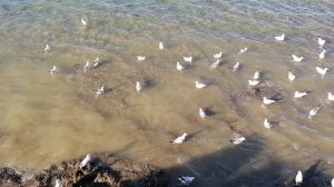 Птичий базар