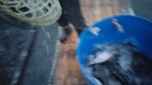 Поимки до зарыбления и само зарыбление .