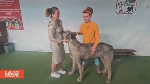 Дорогое хобби