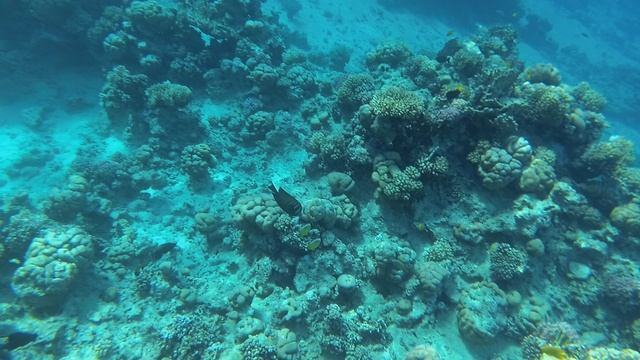 2025-11-22_083507 Рыбки Гаруппа, Чернохвостая бабочка