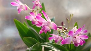 ВНИМАНИЕ! Новогодний сюрприз для подписчиков.