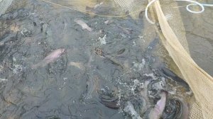 Форель чувствует себя отлично👍